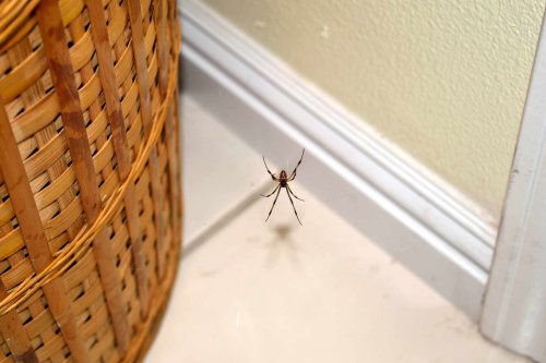 7 Smells That Spiders Hate to Keep Them Away From Your Home For Good