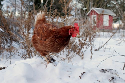 How to Keep Your Chickens Healthy Through the Winter