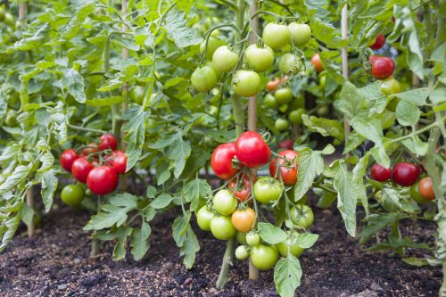 How Far Apart Should You Plant Tomatoes in Your Garden?