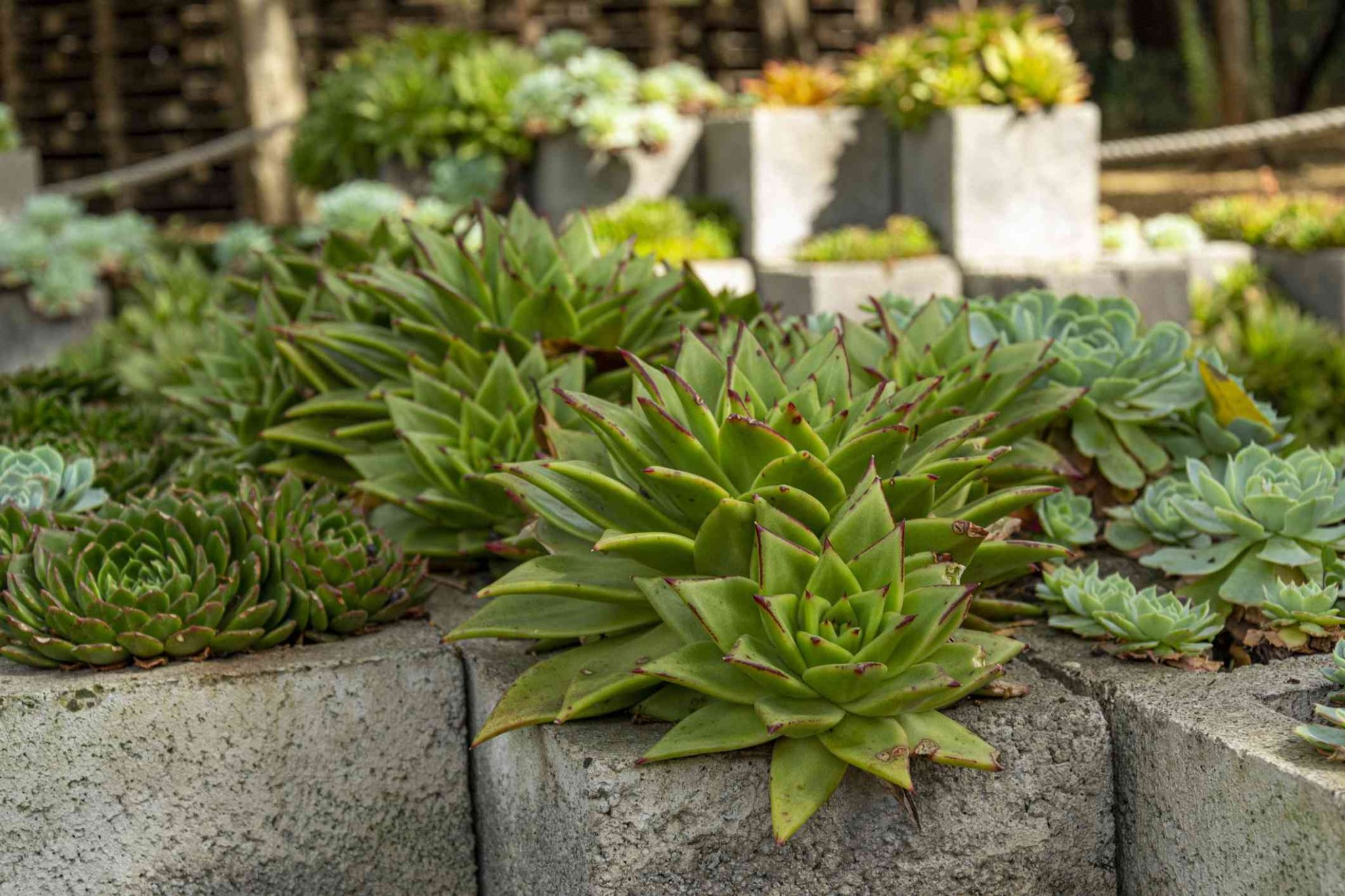 How to Make a DIY Cinder Block Garden Bed in 7 Steps