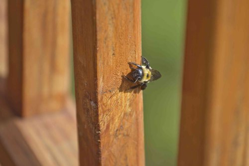 Don't Let Carpenter Bees Get Comfortable—Here's 4 Ways to Get Rid of Them