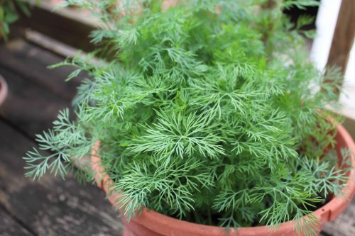 When and How to Harvest Dill For the Freshest Flavor Without Killing Your Plant