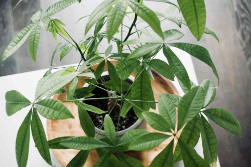 Repotting a Money Tree Will Keep It Thriving and Happy—Here's How to Do It Right