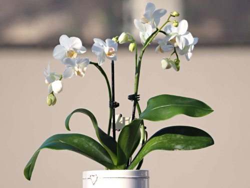 5 Reasons Why Your Orchid Leaves Are Splitting and How to Save Them Fast