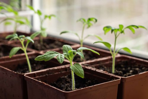 It's Almost Time to Transplant Seedlings — What to Do for Healthier Plants This Spring