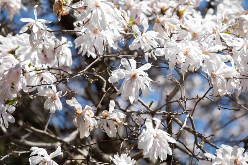 These 29 Flowering Trees Will Brighten Your Yard