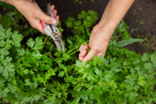 How to Grow Parsley the Right Way for Endless Kitchen Herbs