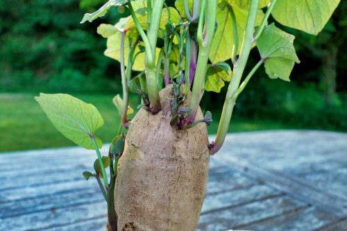 Growing Sweet Potatoes Is Easier Than You Think—Here's How to Do It Like a Pro