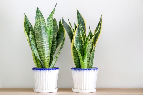 Are Snake Plants Toxic to Dogs?