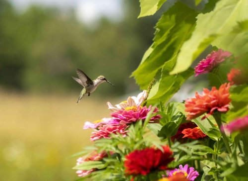 Hummingbirds Are on the Move — This Map Will Show You When They're Coming to Your Area