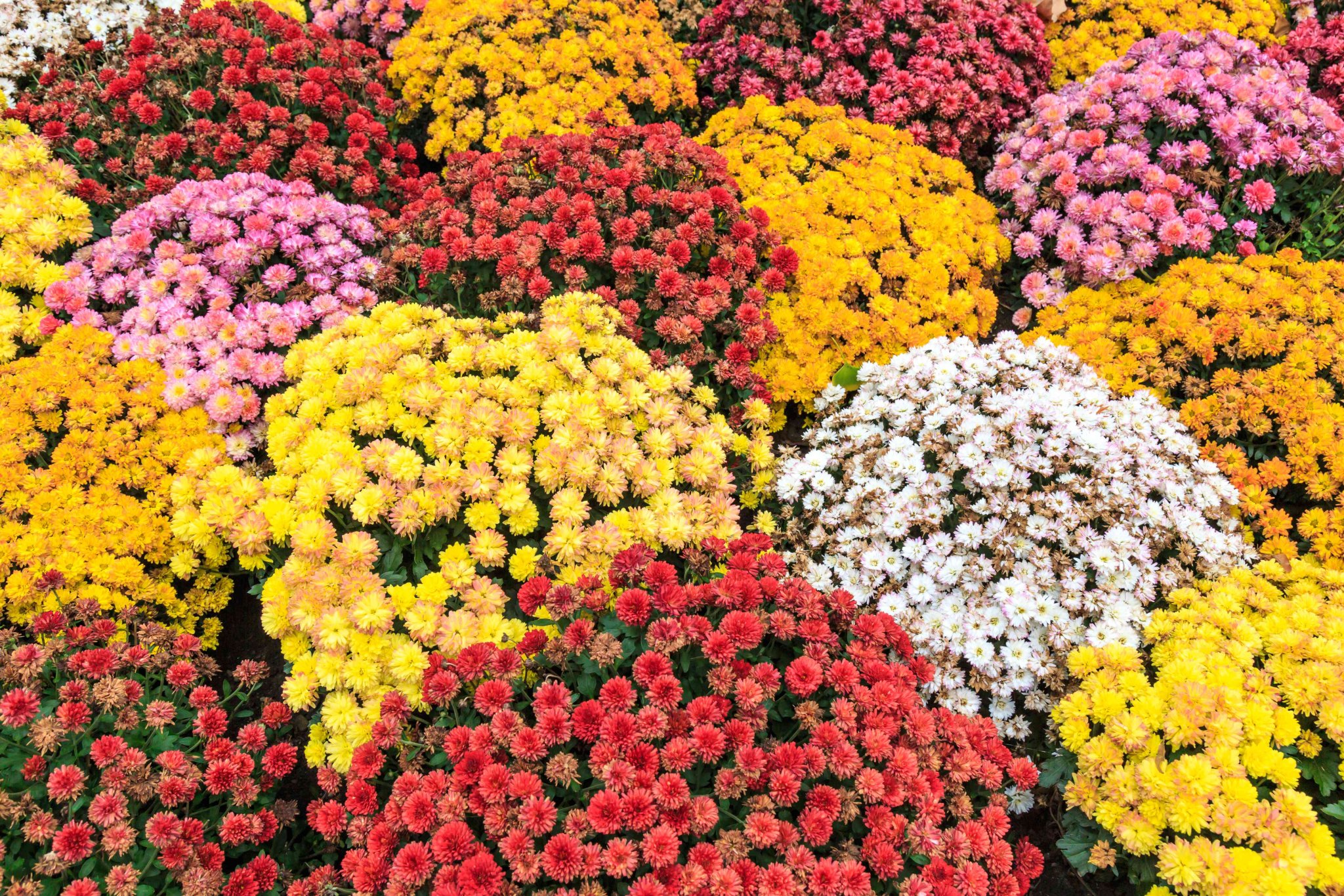 How Long Do Mums Last and When Do They Bloom?