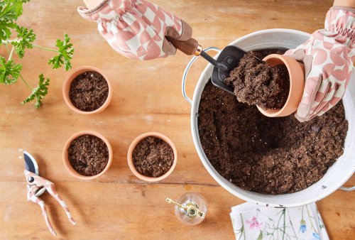 The One Soil Mistake That’s Probably Killing Your Plants (It's So Simple, You Can Fix It Today)
