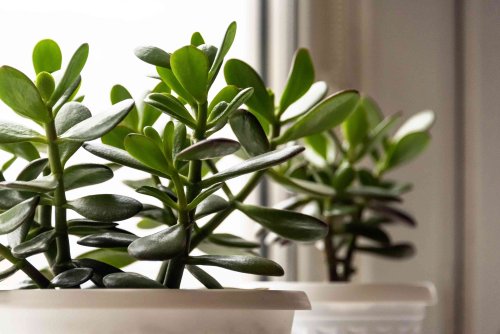 Love Flowering Houseplants? This One Might Surprise You