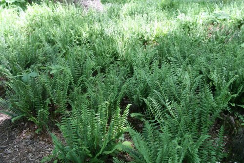 How to Grow and Care for Christmas Ferns