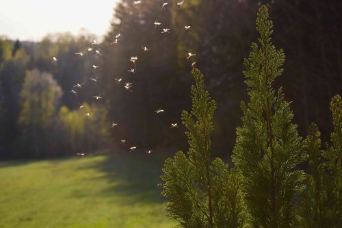 Got Mosquitoes In Your Yard? 5 Ways to Keep Them Away for Good