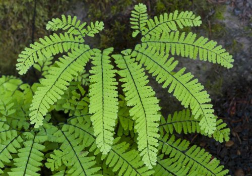 How to Grow and Care for Northern Maidenhair Fern (Adiantum Pedatum)