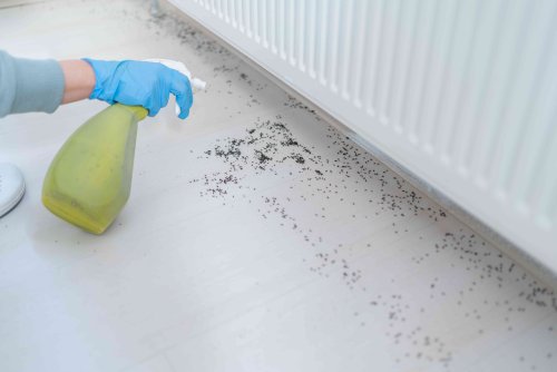 Does Vinegar Kill Ants? Pest Pros Say You're Wasting Your Time—and What to Use Instead