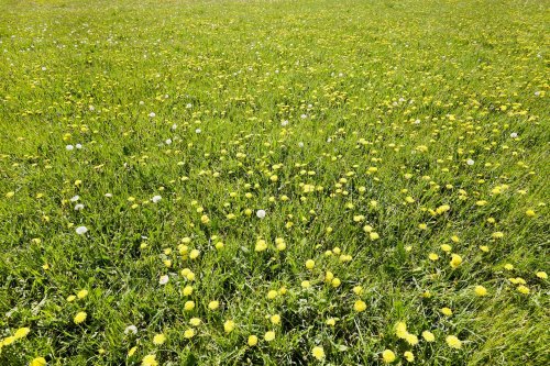 Move Over, Grass—Why You Should Try a Meadow Lawn This Spring Instead