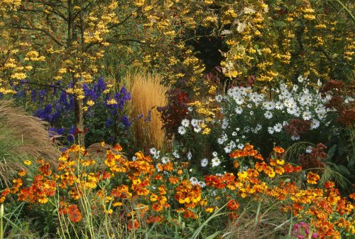 16 Fall Perennials to Plant Right Now for Last-Minute Color, Pros Say