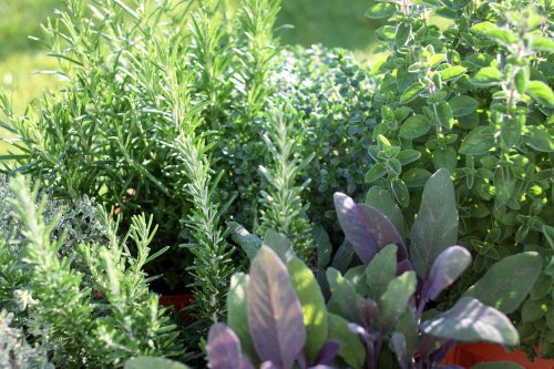 11 Perennial Herbs You Can Grow and Harvest All Year Long