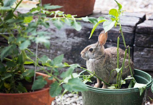 Does Irish Spring Soap Actually Keep Rabbits Away From Your Garden? We Asked Gardeners