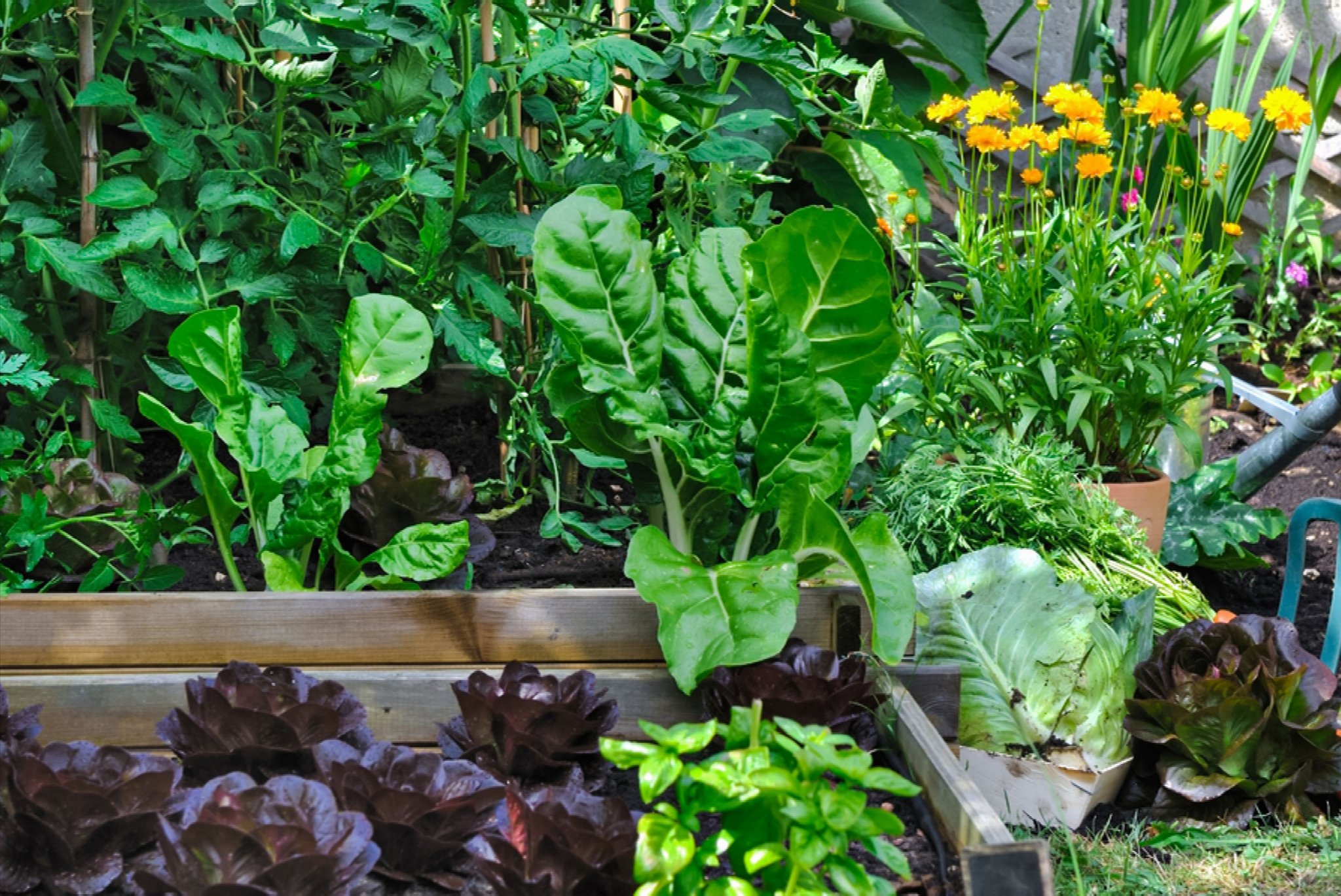 Vegetables and Herbs to Plant in Summer - cover