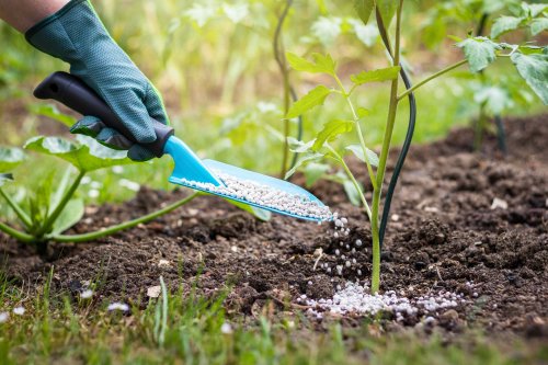 A Garden Expert Says This Fertilizer Can Cause More Problems Than It Solves—Here’s Why They Avoid It