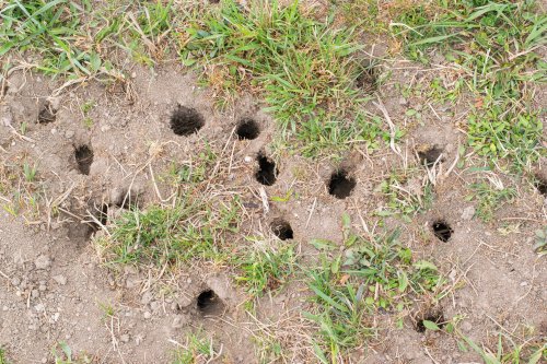 Holes in Your Yard, But No Mounds? 8 Causes and What to Do About Them