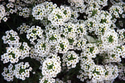 20 Shade Annuals That Will Thrive Without Sun