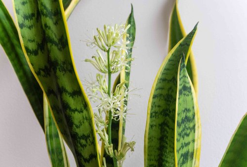 How to Get a Snake Plant to Bloom Indoors