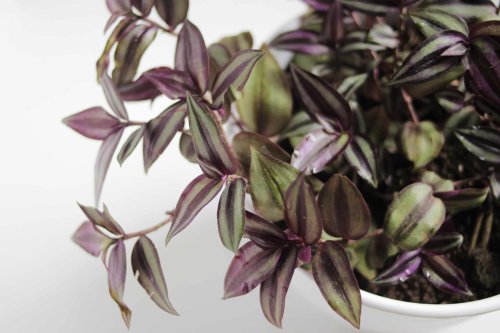 Want to Grow a Houseplant With Subtle Pops of Purple? The Inch Plant Is Right for You