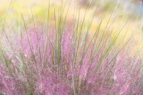 How to Grow Pink Muhly Grass