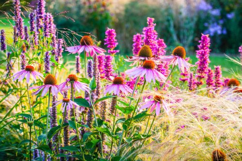 12 Perennials You Should Plant in May for Healthy, Happy Plants All Summer Long