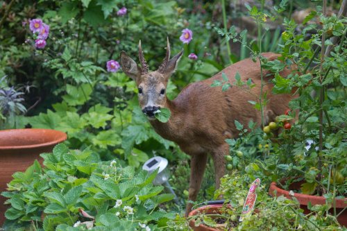 Do Deer Eat Hostas? 5 Ways to Keep Them From Destroying Your Plants