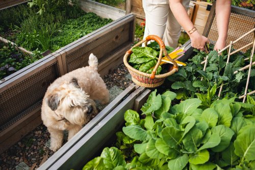 11 Principles to Know When Laying Out a Vegetable Garden