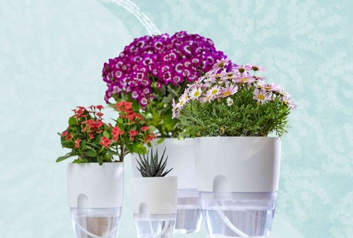 11 Self-Watering Planters for the Busy Gardener