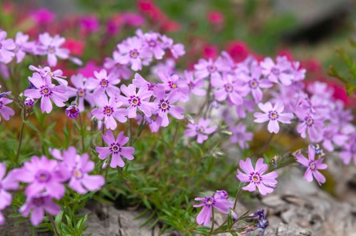20 Low-Maintenance Perennials for Shade Gardens