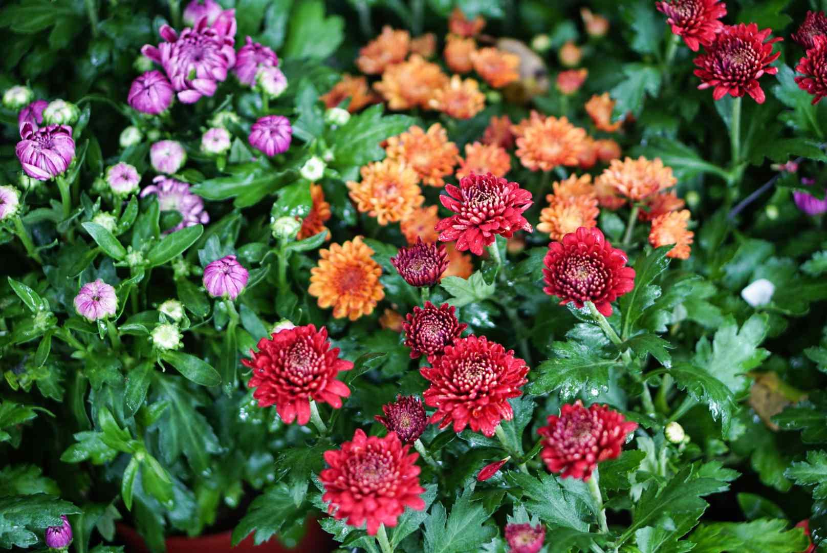 How to Grow Hardy Mums for Blooms Year After Year