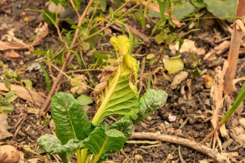 How to Identify, Treat, and Prevent Aster Yellows