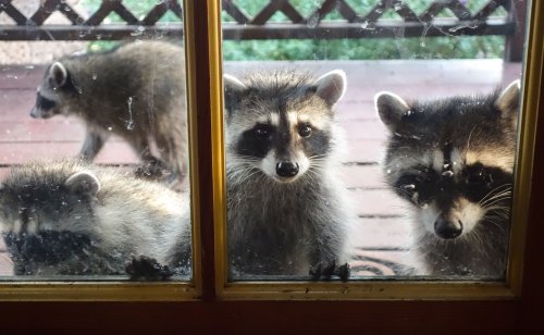How to Get Rid of Raccoons in Your Attic