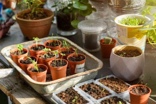 12 Plants That Actually Aren't Worth Growing From Seed, According to Gardeners