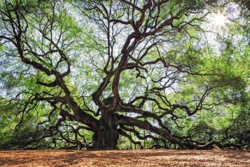 18 Types of Oak Trees to Grow in Your Yard