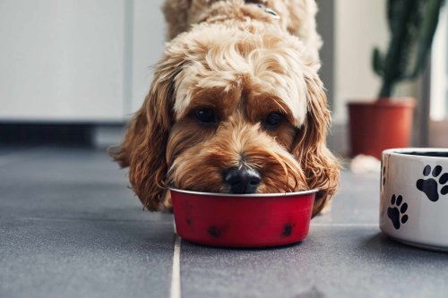 We've Been Cleaning Our Pet Bowls Wrong—Pros Say You Should Always Use This Method