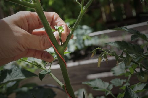 When and How to Prune Indeterminate Tomatoes For the Best Crop