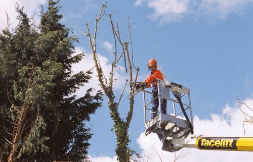 We Did the Research, and This Is How Much Tree Trimming Actually Costs