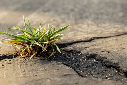 How to Kill Weeds in Sidewalks, Driveways, and Patios