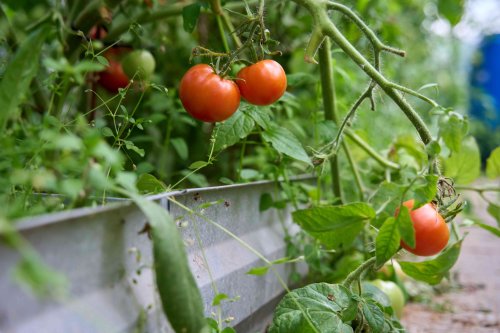 Should You Grow Tomatoes in Pots or in the Ground? We Asked Gardeners and They All Agreed