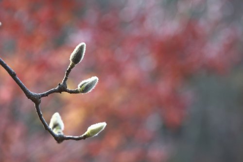 Three Reasons Why Magnolia Buds Don't Open