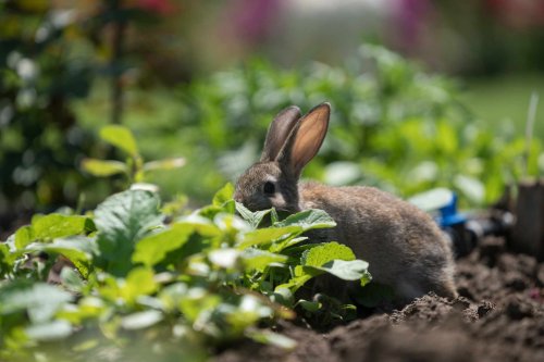 Do Rabbits Eat Tomato Plants? 6 Ways to Keep Them From Destroying Your Plants