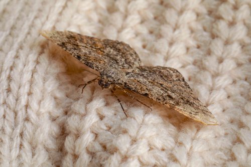 6 Smells That Moths Hate to Keep Them Away For Good, According to Pest Pros